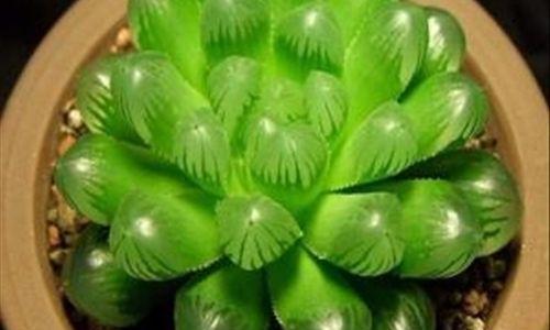 玉露服盆需要多久？服盆时间长怎么办？