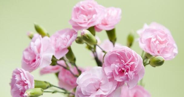 康乃馨花语的深意（探究康乃馨花语所蕴含的浪漫情感和家庭价值观）