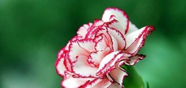 康乃馨花语的深意（探究康乃馨花语所蕴含的浪漫情感和家庭价值观）