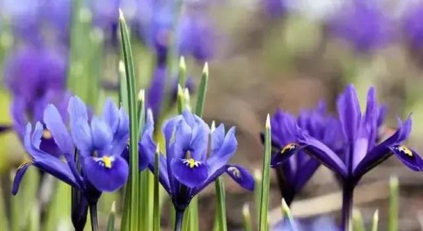 等待你——以什么花的花语为主题的文章（在花的语言中传递等待和期盼的心情）