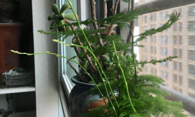 文竹可以剪枝吗？如何正确修剪文竹？