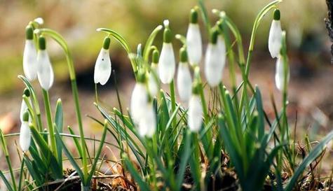 等待你——以什么花的花语为主题的文章（在花的语言中传递等待和期盼的心情）