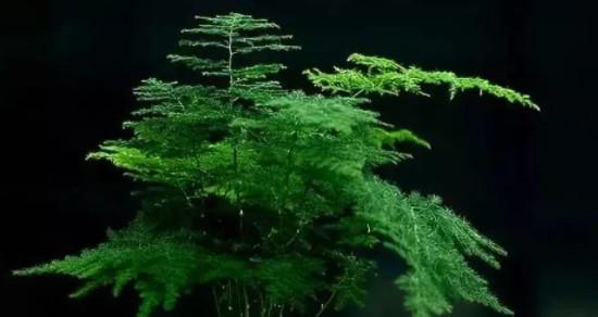 文竹可以剪枝吗？如何正确修剪文竹？