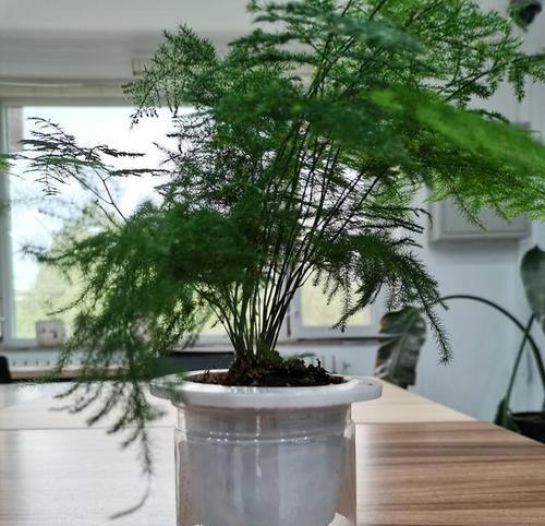 文竹可以剪枝吗？如何正确修剪文竹？