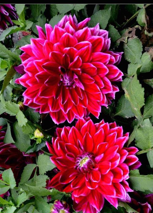 大丽花(花语解读与文化瑰宝) 大丽花(花语解读与文化瑰宝)