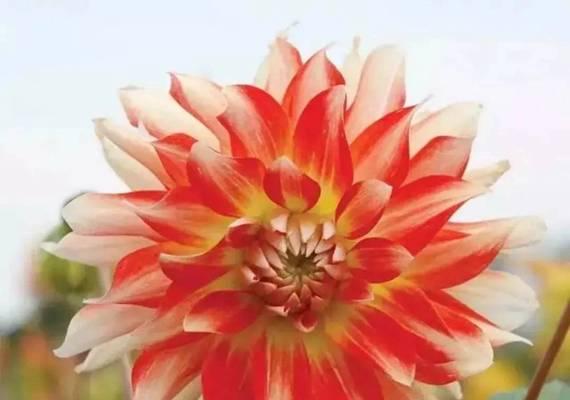 大丽花(花语解读与文化瑰宝) 大丽花(花语解读与文化瑰宝)