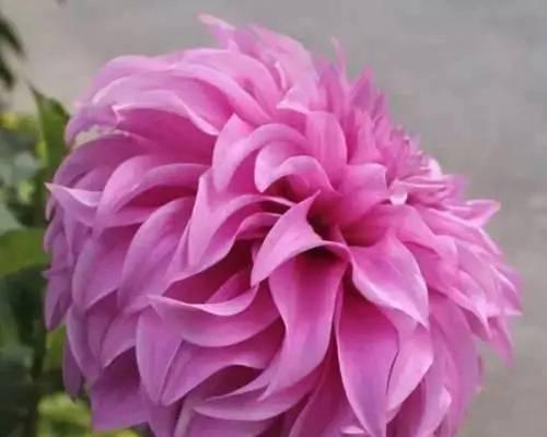 大丽花(花语解读与文化瑰宝) 大丽花(花语解读与文化瑰宝)