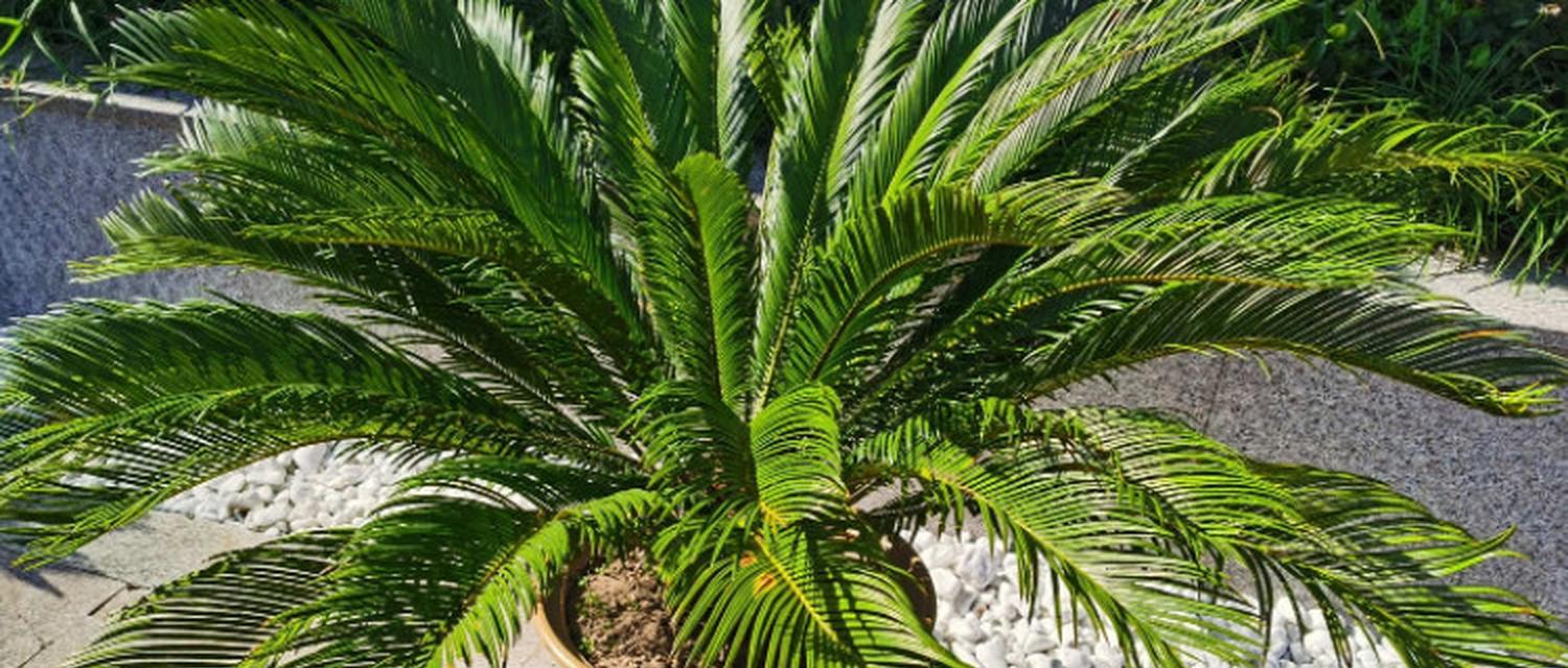 毛白杨属于被子植物吗？它的分类和特点是什么？