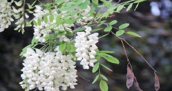 毛白杨属于被子植物吗?它的分类和特点是什么? 毛白杨属于被子植物吗?它的分类和特点是什么?