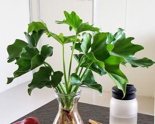 花语道歉（用花朵传递道歉的真挚与诚意）