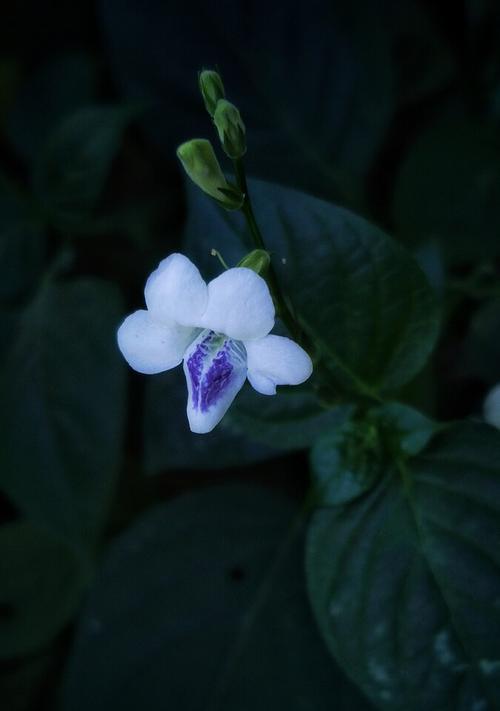 花语道歉（用花朵传递道歉的真挚与诚意）
