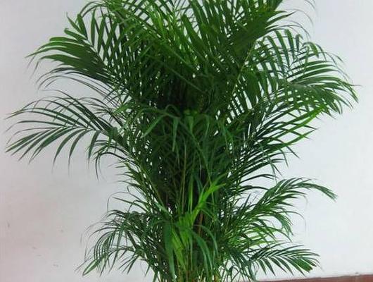 新房客厅适合摆放哪些植物？如何选择对健康有益的植物？