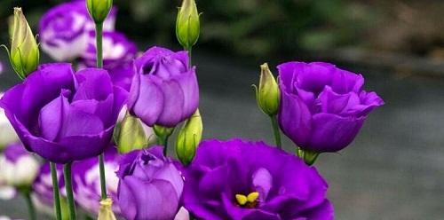 花语（探寻不同花朵的花语）