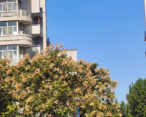 栾树花语之美——传递希望和勇气的象征（栾树花语的含义与特点）