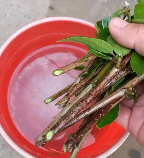 白醋浇绿植有什么好处？使用方法是什么？