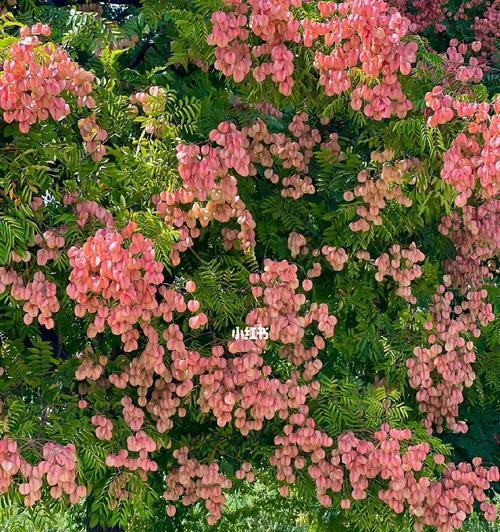 栾树花语之美——传递希望和勇气的象征（栾树花语的含义与特点）