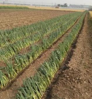 大葱的最佳收获时间是什么时候？如何判断大葱成熟？