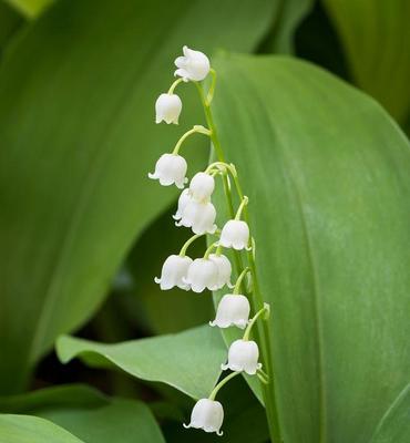 铃兰花语与寓意（揭秘铃兰的花语及寓意）
