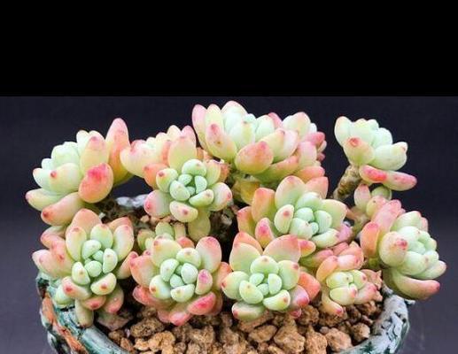 多肉劳尔养殖方法是什么？养殖过程中需要注意哪些事项？