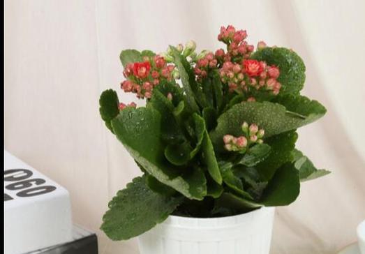 长寿花的花开寓意与美好生活（长寿花开花预示着什么意思）