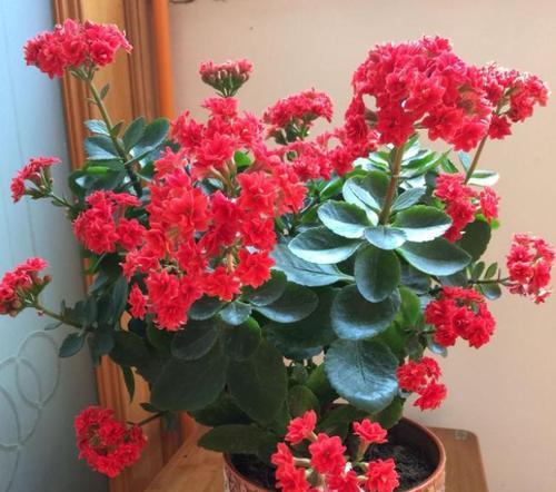 长寿花的花开寓意与美好生活（长寿花开花预示着什么意思）