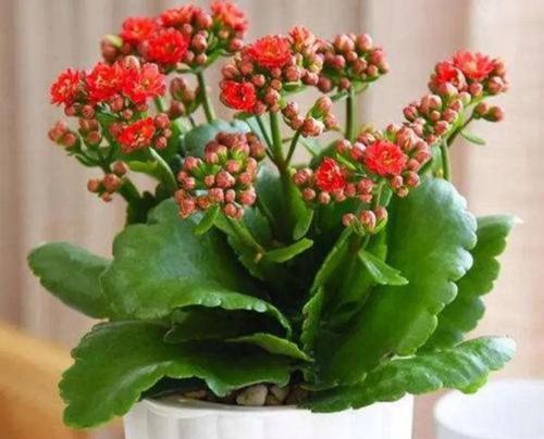 长寿花的花开寓意与美好生活（长寿花开花预示着什么意思）