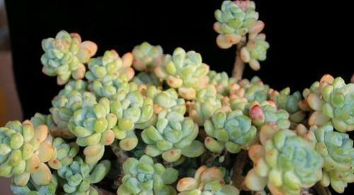 多肉劳尔养殖方法是什么？养殖过程中需要注意哪些事项？