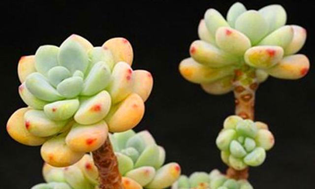 多肉劳尔养殖方法是什么？养殖过程中需要注意哪些事项？