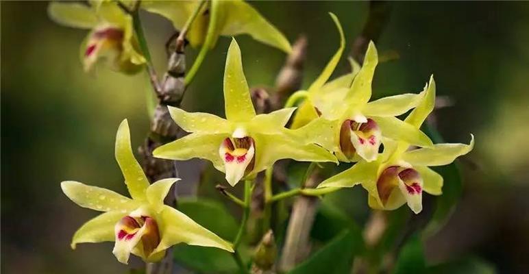 石斛兰（探寻石斛兰的花语与意义）