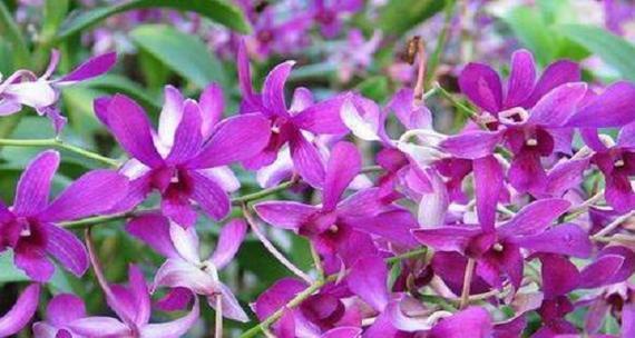 石斛兰（探寻石斛兰的花语与意义）