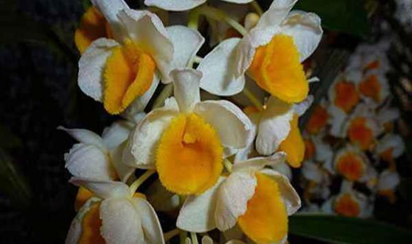 石斛兰（探寻石斛兰的花语与意义）