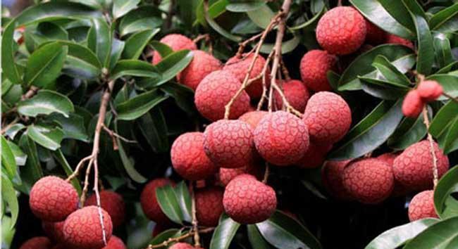 荔枝几月份成熟上市？如何挑选最新鲜的荔枝？