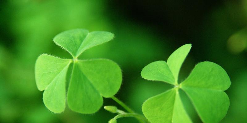 三叶草的花语与寓意（探索幸运与希望的符号之花）