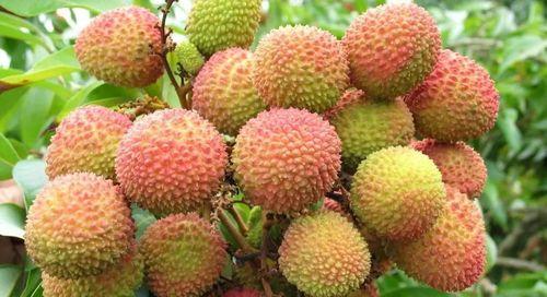 荔枝几月份成熟上市？如何挑选最新鲜的荔枝？