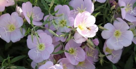 默默的爱之花语——以百合为主题（用花朵的语言传递默默的爱）