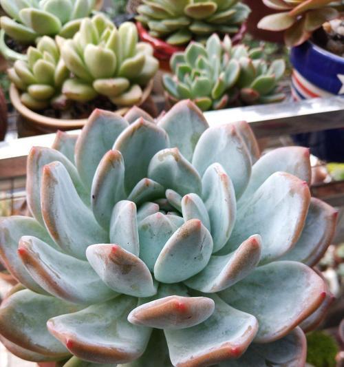 冰灯玉露上盆最佳时间是什么时候？如何正确养护？