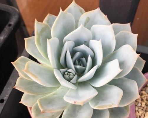 冰灯玉露上盆最佳时间是什么时候？如何正确养护？