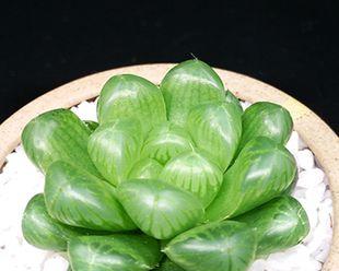 冰灯玉露上盆最佳时间是什么时候？如何正确养护？