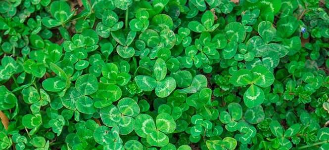 四叶草与爱情的奇妙寓意（探寻四叶草的神秘力量和爱情之间的联系）