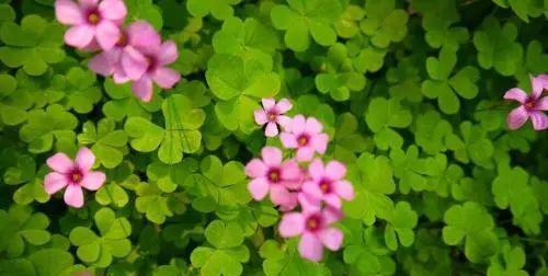 四叶草与爱情的奇妙寓意（探寻四叶草的神秘力量和爱情之间的联系）