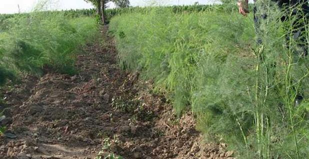 芦笋底肥选择与施用要点是什么？