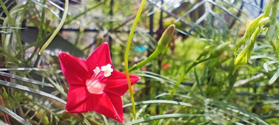 茑萝花（传递给你的花语）