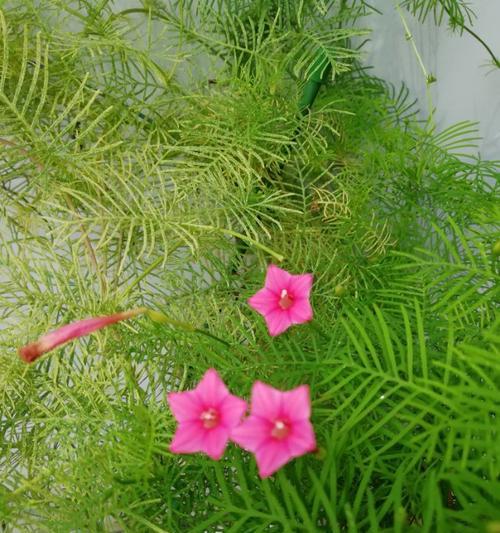 茑萝花（传递给你的花语）