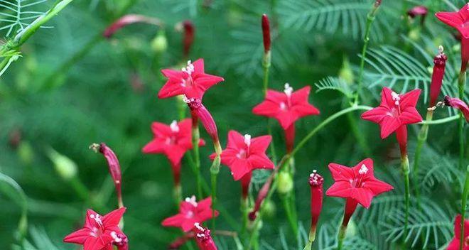 茑萝花（传递给你的花语）