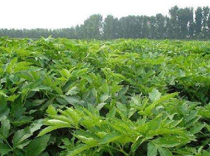 白芷属于什么根系的植物？其药用价值有哪些？