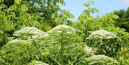 白芷属于什么根系的植物？其药用价值有哪些？