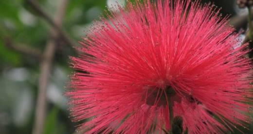 朱缨花的花语和象征代表意义（朱缨花的美丽）