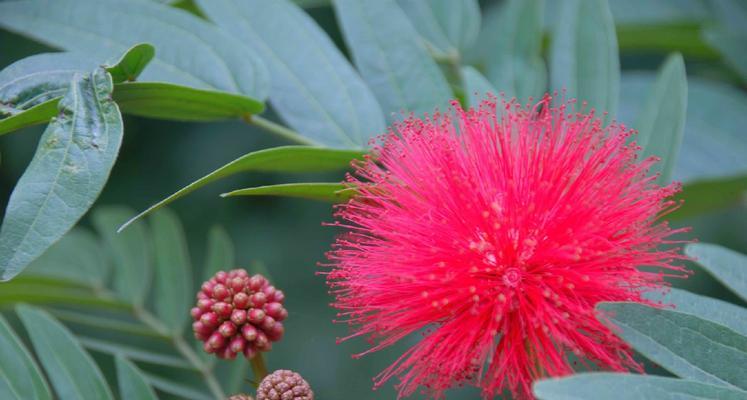 朱缨花的花语和象征代表意义（朱缨花的美丽）
