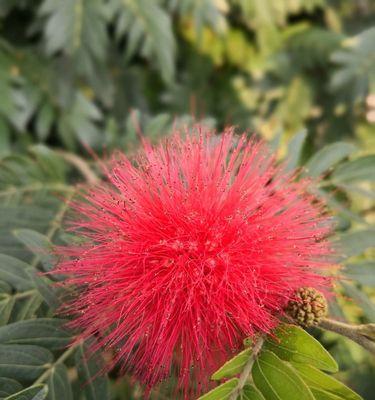 朱缨花的花语和象征代表意义（朱缨花的美丽）