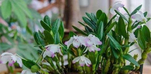 石斛浇什么肥料合适？如何正确施肥促进生长？